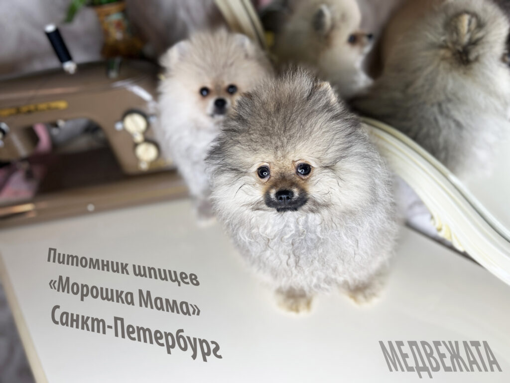 Щенки мини шпица медвежьего типа