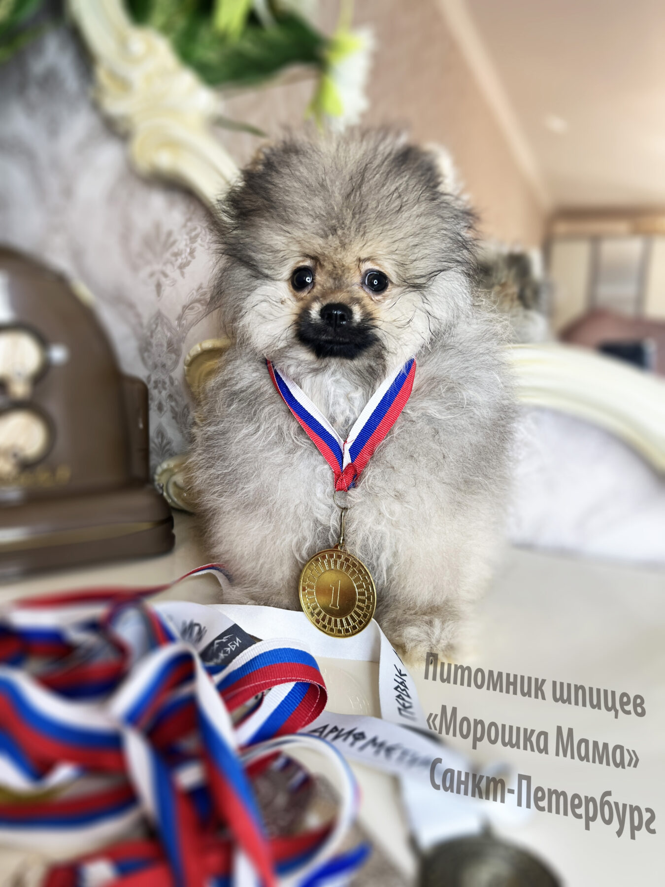 Смешной щенок померанского шпица