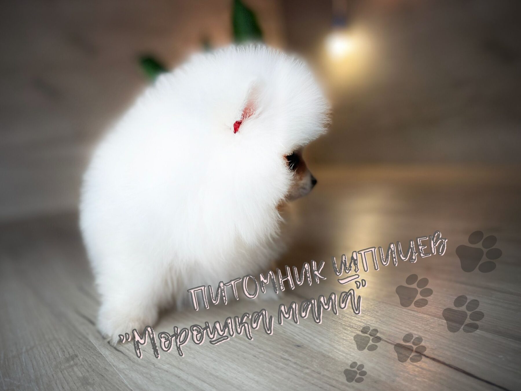 Белый щенок померанского шпица