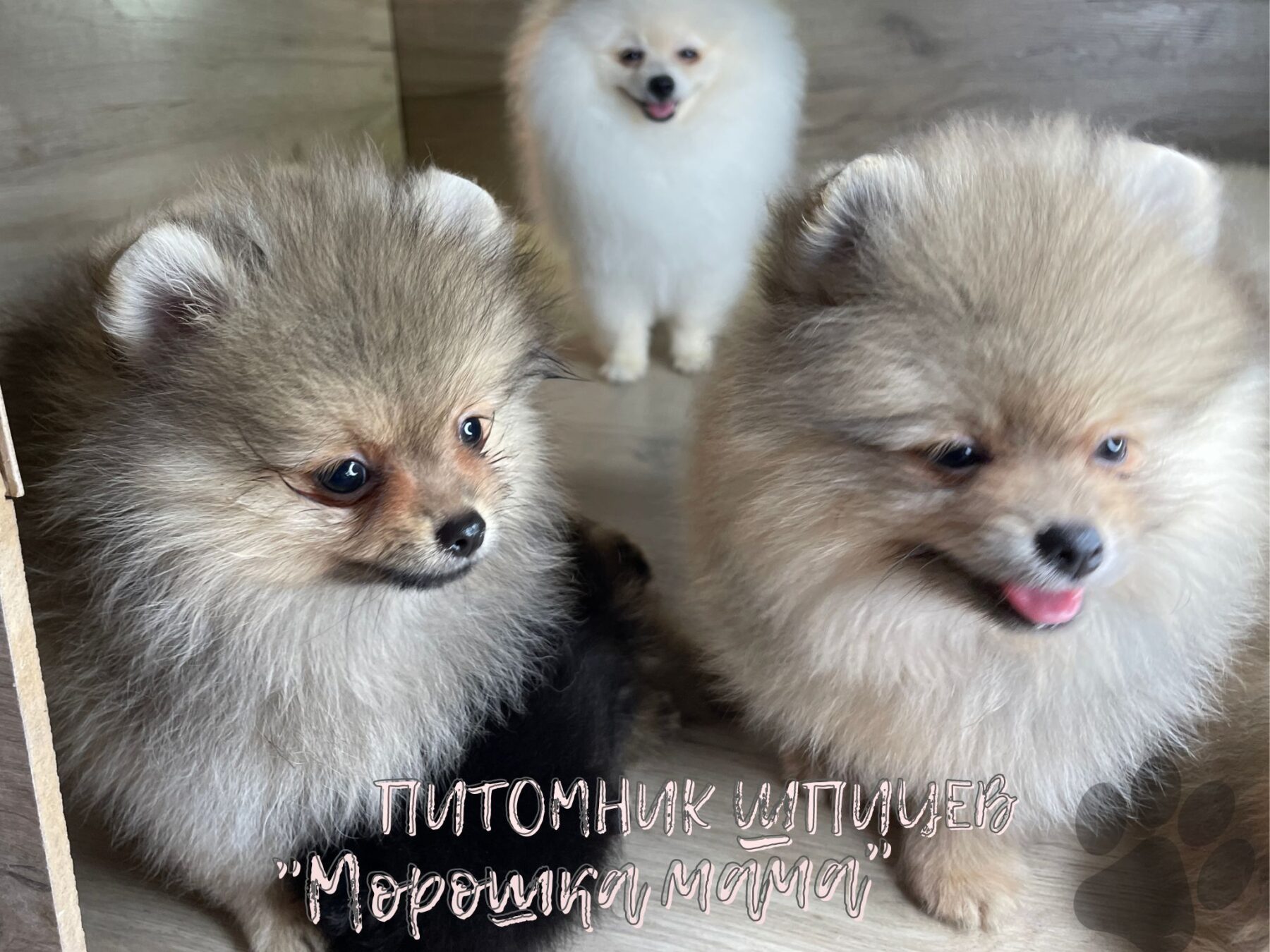 Фото трех щенков померанского шпица